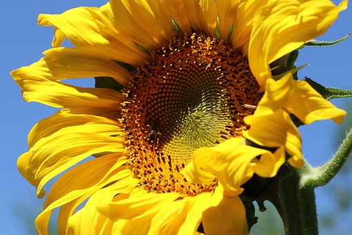 Free Sunflower Flower photo and picture