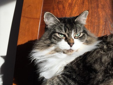 Free Cat Maine Coon Cat photo and picture