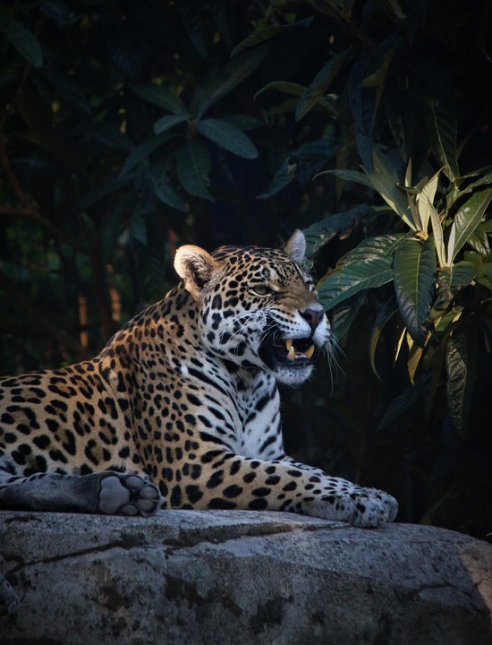 Jaguar Pantera Jardim Zoológico - Foto gratuita no Pixabay - Pixabay