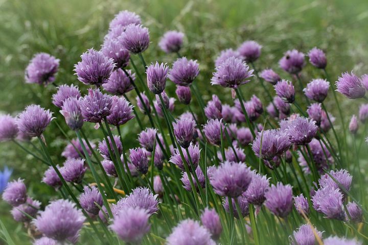 200+ Free Chive Blossoms & Chives Images - Pixabay