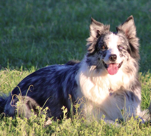 Border Collie, Heterokromi, Græs