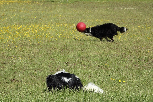 Border Collie, Stalking, Hunde, Bold