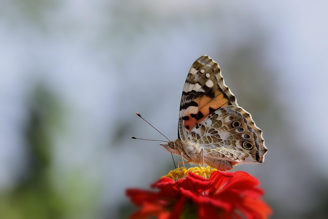 Borboleta Vanessa Cardui - Foto gratuita no Pixabay - Pixabay
