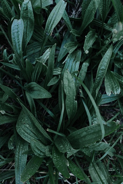 Free Leaves Plants photo and picture