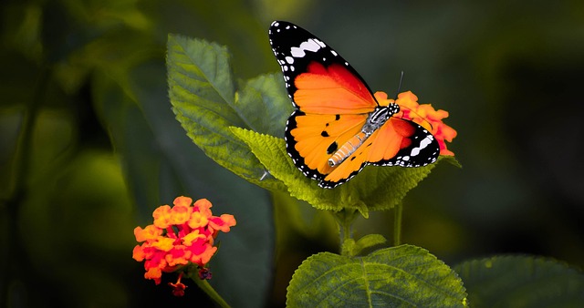 Free Butterfly Flower Wallpaper photo and picture
