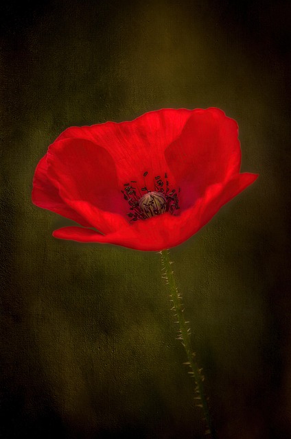Free Flower Beautiful Flowers photo and picture