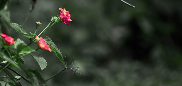 Free Rain Flower photo and picture