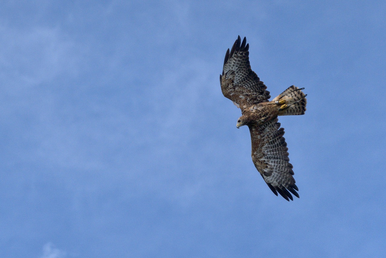 Eagle Sample Eagle Bird Nature - Free photo on Pixabay