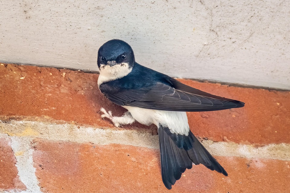 Common House Martin Bird Free Photo On Pixabay Common House Martin Bird Free Photo On Pixabay