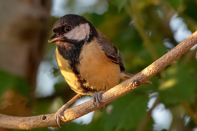 Free Bird Great Tit photo and picture