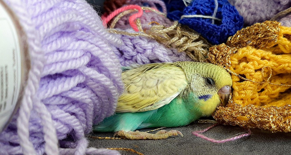 Parakeet Color Red Download Parakeet, Bird, Color. Royalty-Free Stock Illustration Image ...