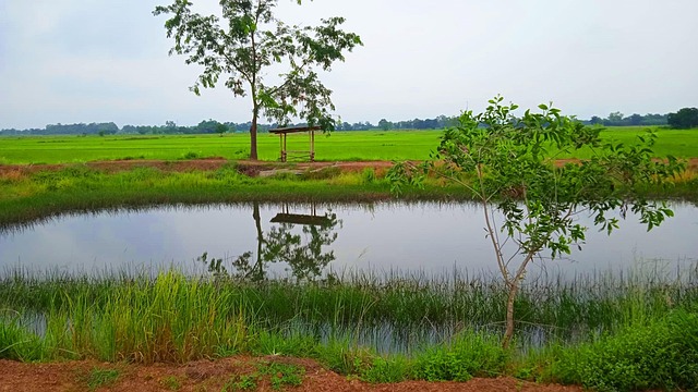 Asien, Dam, Hytte, Træ, Græs, Natur