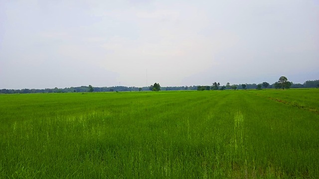 Rismark, Landbrug, Lang Distance, Mark