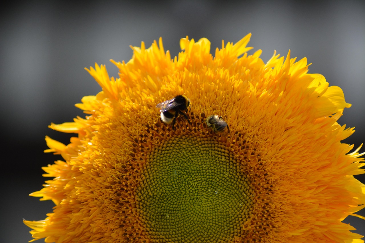 向日葵 蜜蜂 黄色 - Pixabay上的免费照片 - Pixabay