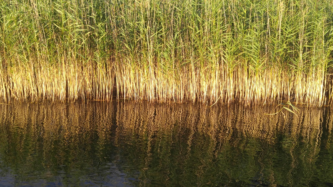 Water Stream River - Free photo on Pixabay - Pixabay