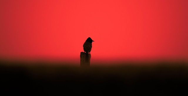 Free Bird Birdsofinstagram photo and picture