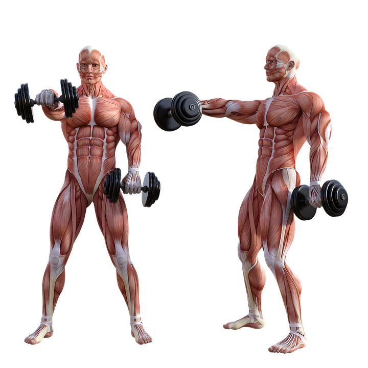 Download Muscles, Exercise, Fitness. Royalty-Free Stock Illustration ...