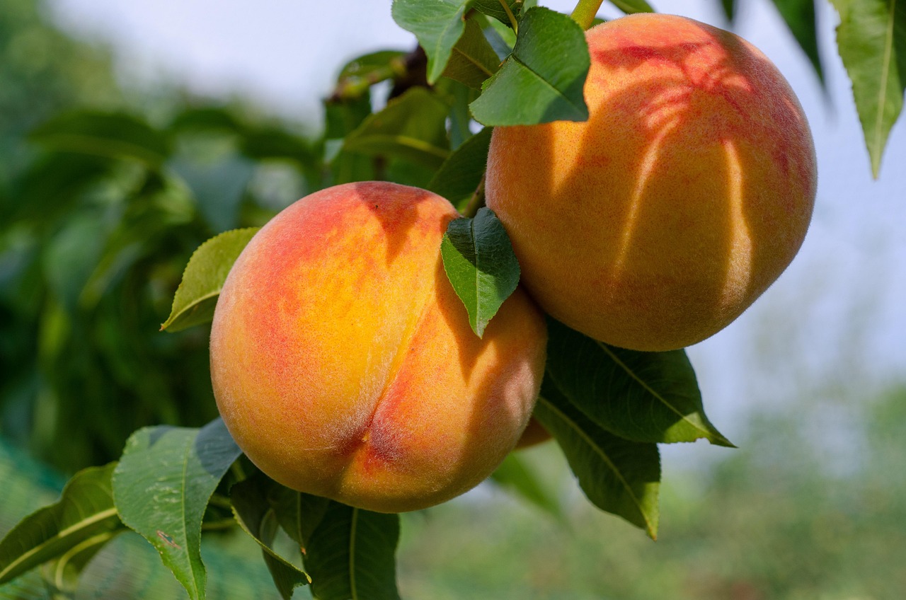 Peach Fruit Tree At Heather Phillips Blog