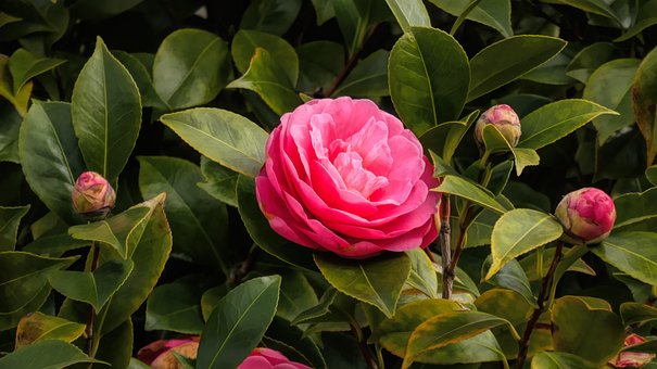 Free Flowers Pink Flowers photo and picture