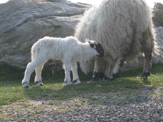Free Lamb New Born photo and picture