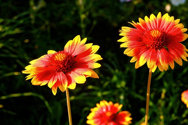 Bunga-Bunga Selimut Bunga - Foto gratis di Pixabay - Pixabay