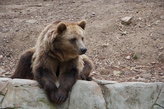 Free Bear Brown Bear photo and picture