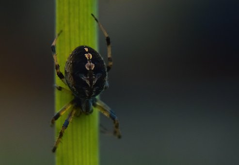 Spin, Micro, Fotografie, Fotograaf