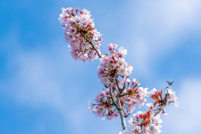 花 桜の花 夏 - Pixabayの無料写真 - Pixabay
