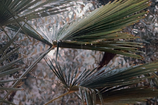 palm leaves, tropical plant, nature close-up, raindrops on leaves, botanical background, tropical foliage, exotic plant, green leaves, nature texture, jungle vibes, rain forest, plant detail, leaf pattern, moisture, calming nature, eco background, soft light, nature photography, serene scene, garden plant, dew drops, tropical atmosphere, botanical art, natural beauty, outdoor greenery