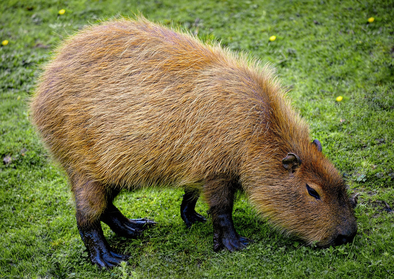 100 Free Capybara T t Nghi p Capybara Images Pixabay 100 Free Capybara T t Nghi p Capybara Images Pixabay
