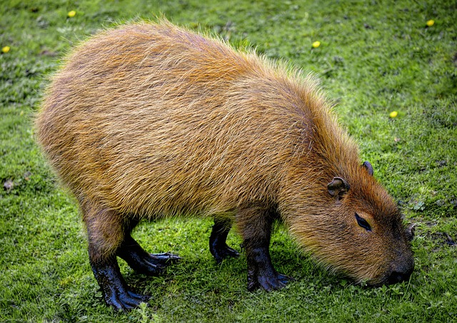 Capybara Rodent River Free Photo On Pixabay Capybara Rodent River Free Photo On Pixabay