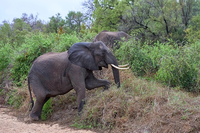 Free Animal Nature photo and picture