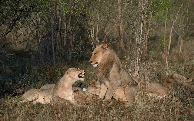 Free Animals Lion photo and picture