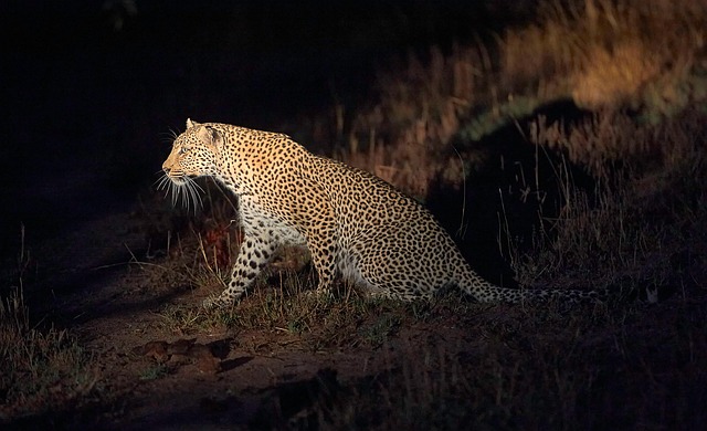 Free Leopard Africa photo and picture