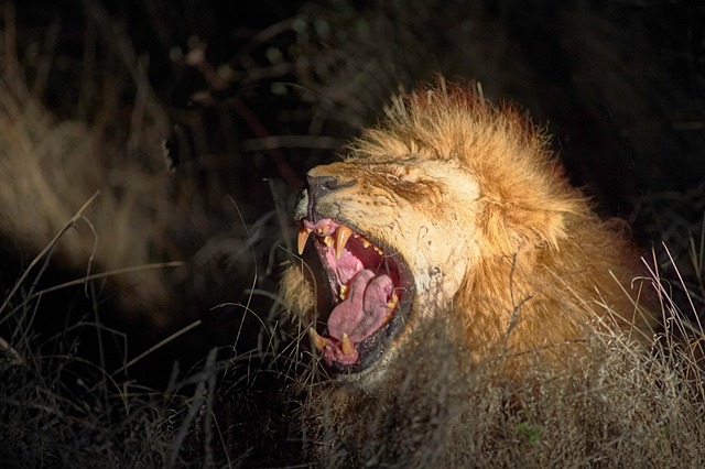 Free Lion Mammal photo and picture