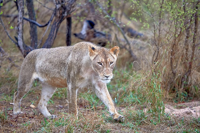Free Lioness Mammal photo and picture