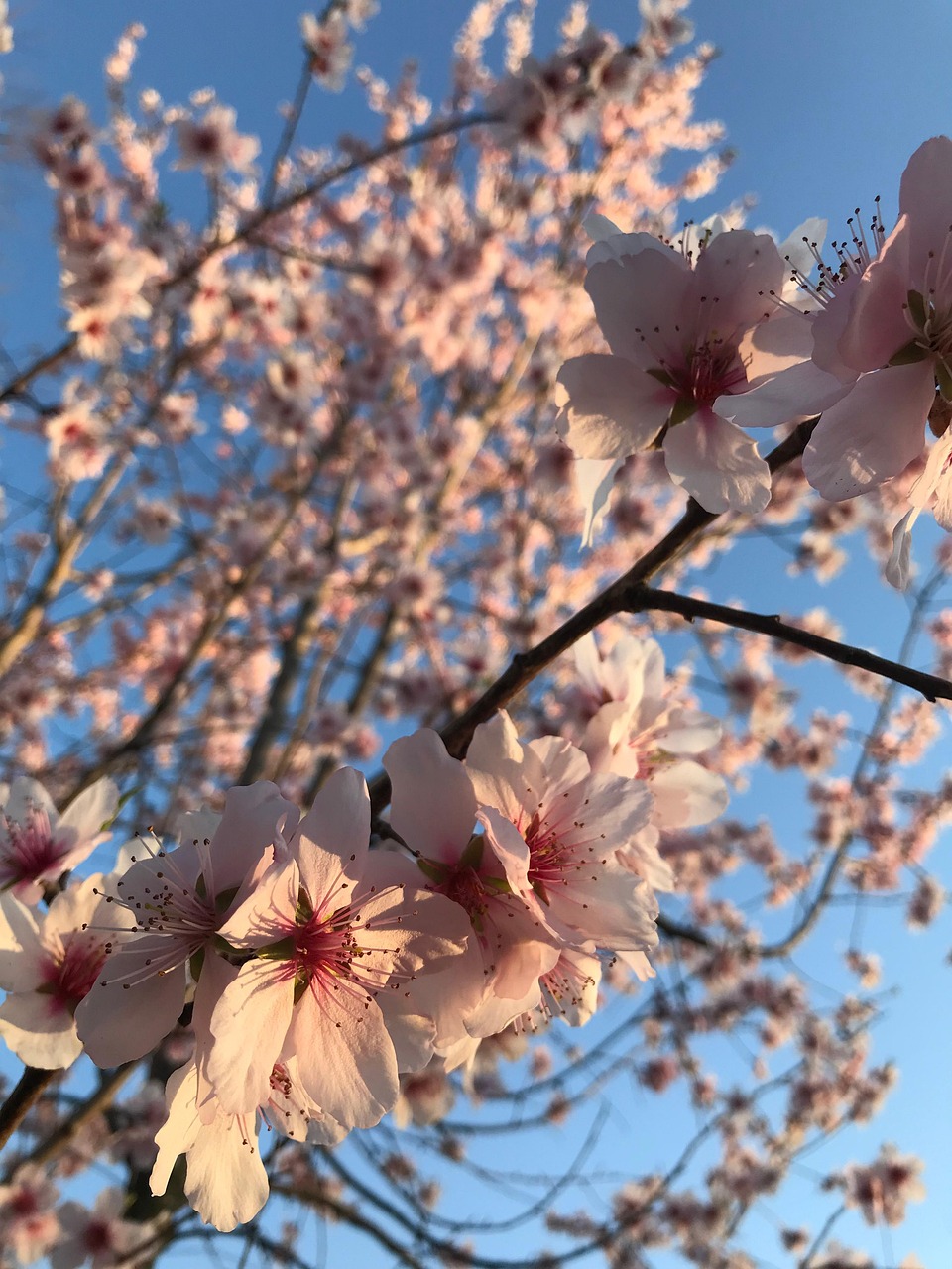 アーモンドの木 アーモンドの花 ピンクの花 - Pixabayの無料写真