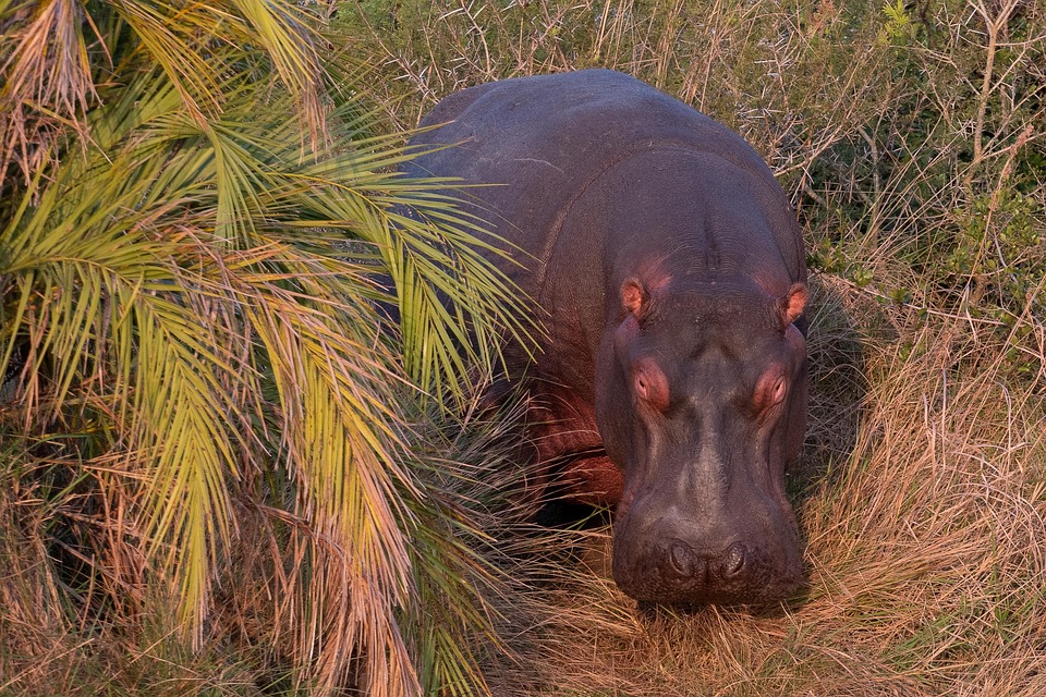 カバ 野生動物 自然 - Pixabayの無料写真