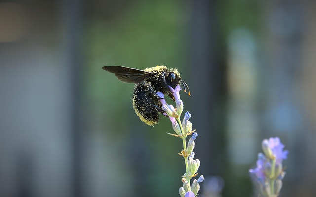 Free Bumblebee Bombus photo and picture