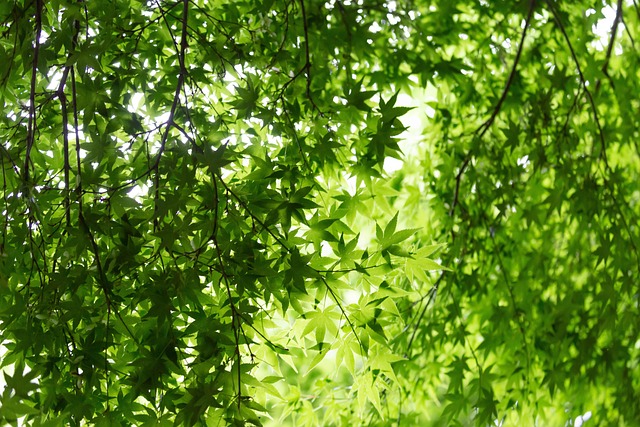 Free Leaves Mac Wallpaper photo and picture
