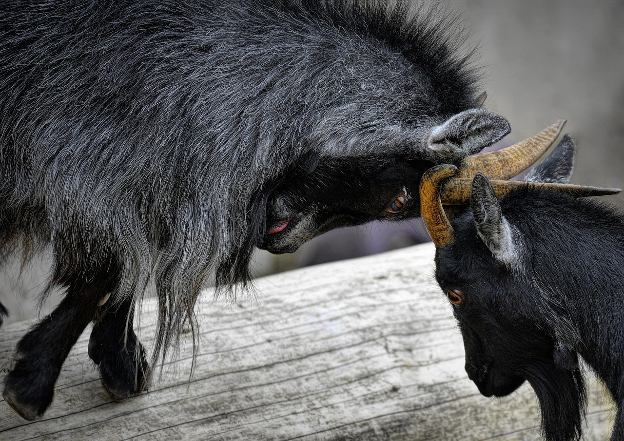 ヤギ 戦うヤギ 動物 - Pixabayの無料写真 - Pixabay