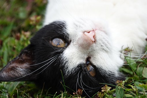 Kat, Huisdier, Gras, Natuur
