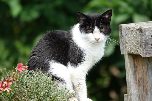 Kat, Huisdier, Achtertuin, Natuur