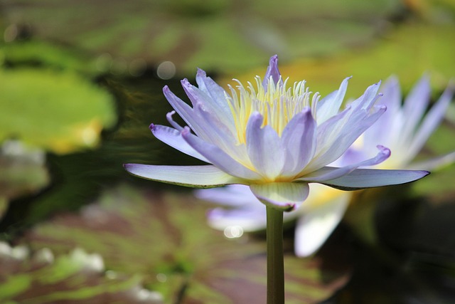Free Flower Flower Wallpaper photo and picture