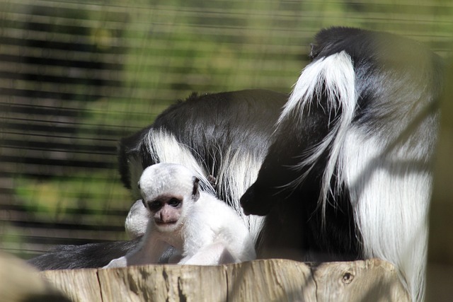 Free Baby Ape photo and picture