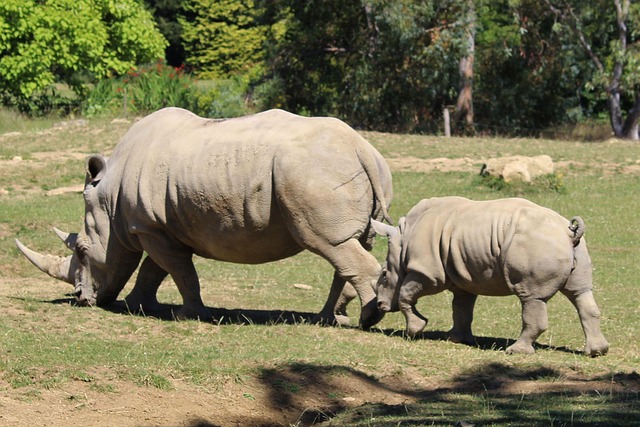 Free Rhino Rhinoceros photo and picture