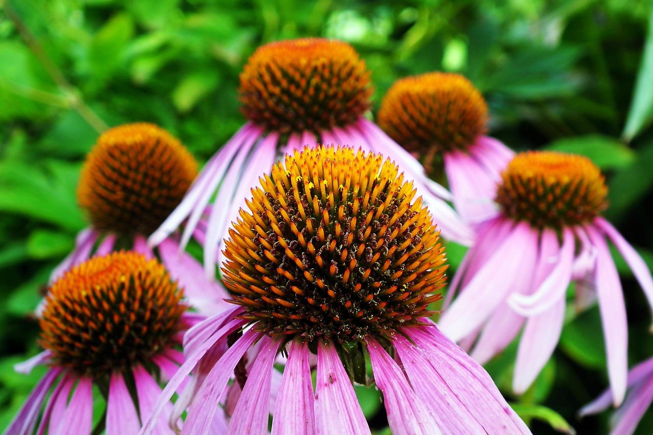 Purple Coneflowers Flowers Free photo on Pixabay Pixabay