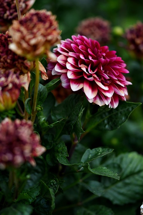 flower-7397796_960_720.jpg