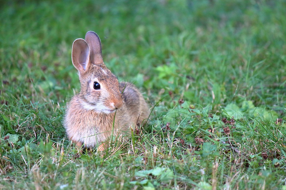 Animal Rabbit Mammal - Free photo on Pixabay - Pixabay