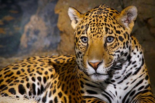 Jaguar, Dyr, Kat, Zoo, Dyreliv